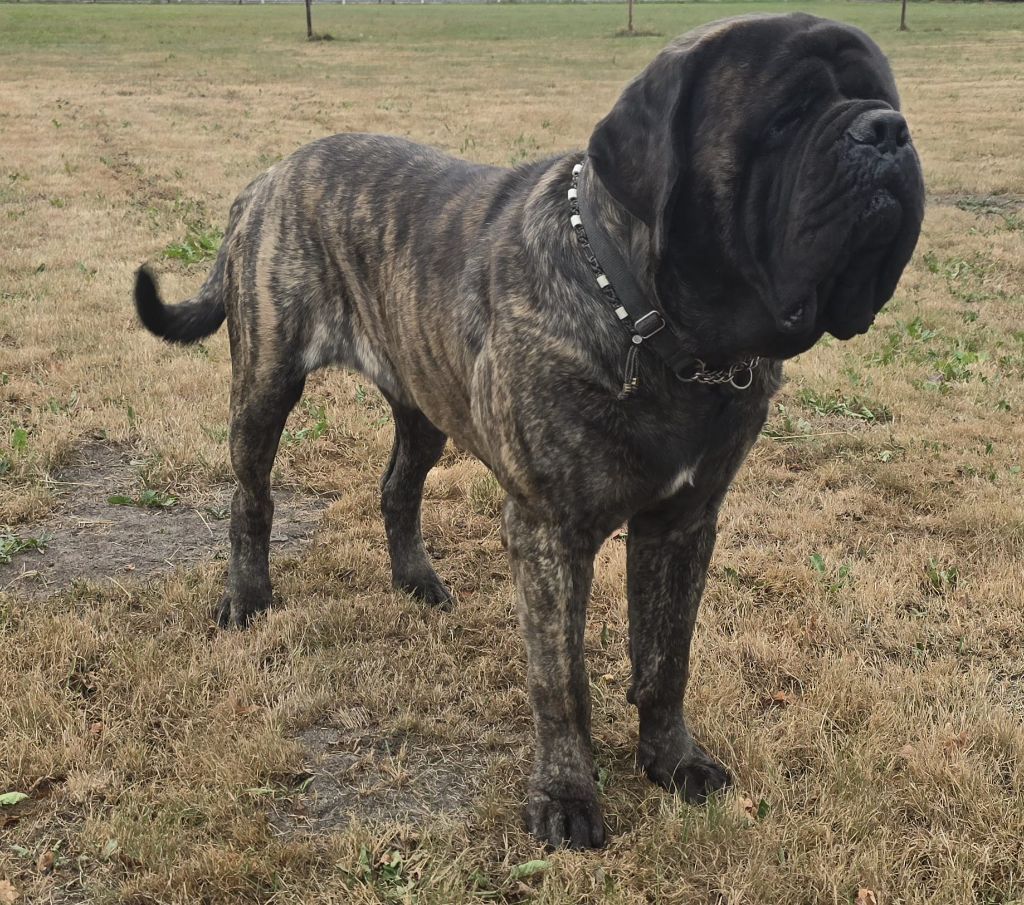 CH. aram x of infinite beauty Cabaretou